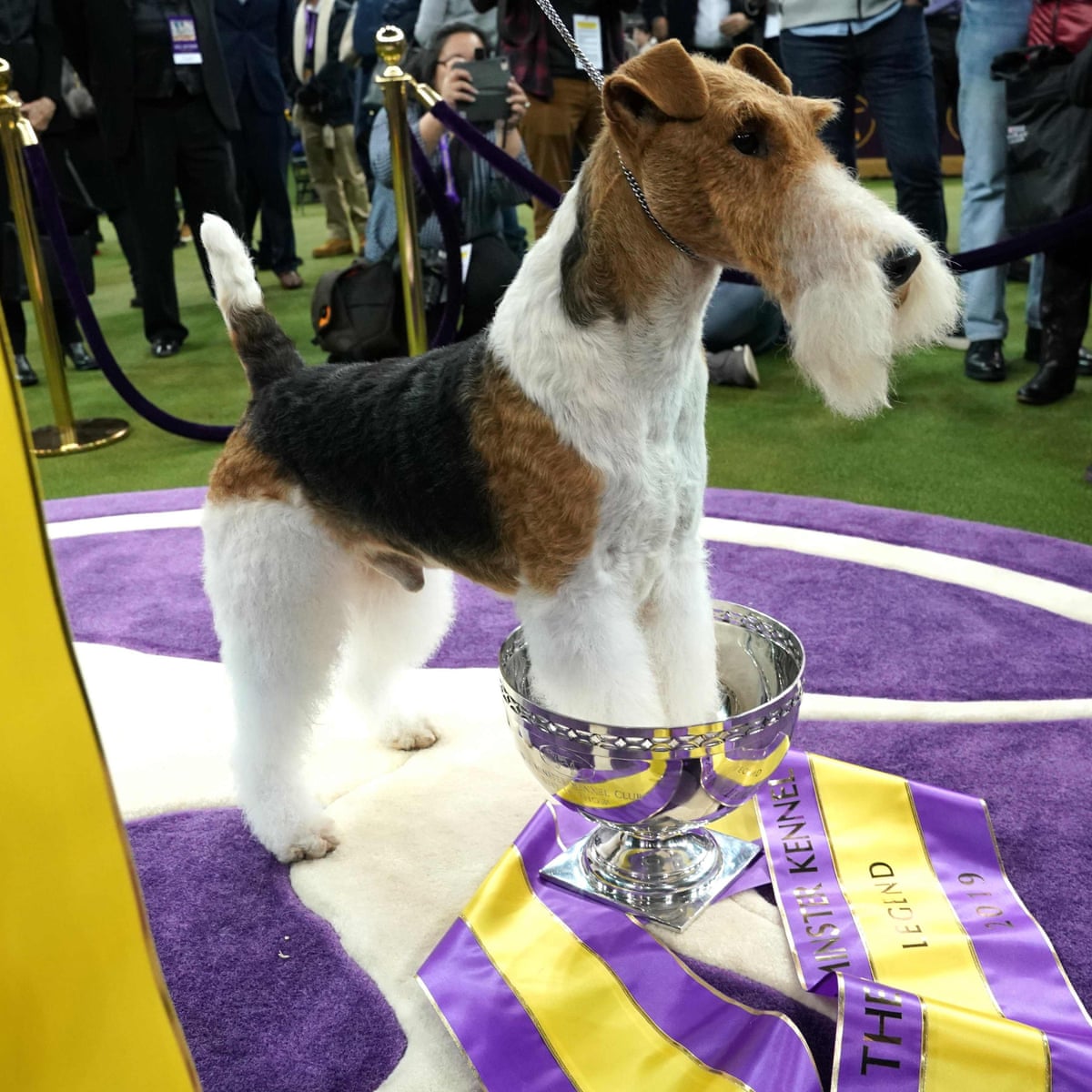 King For A Lifetime Wire Fox Terrier Named Westminster S Best In Show Sport The Guardian