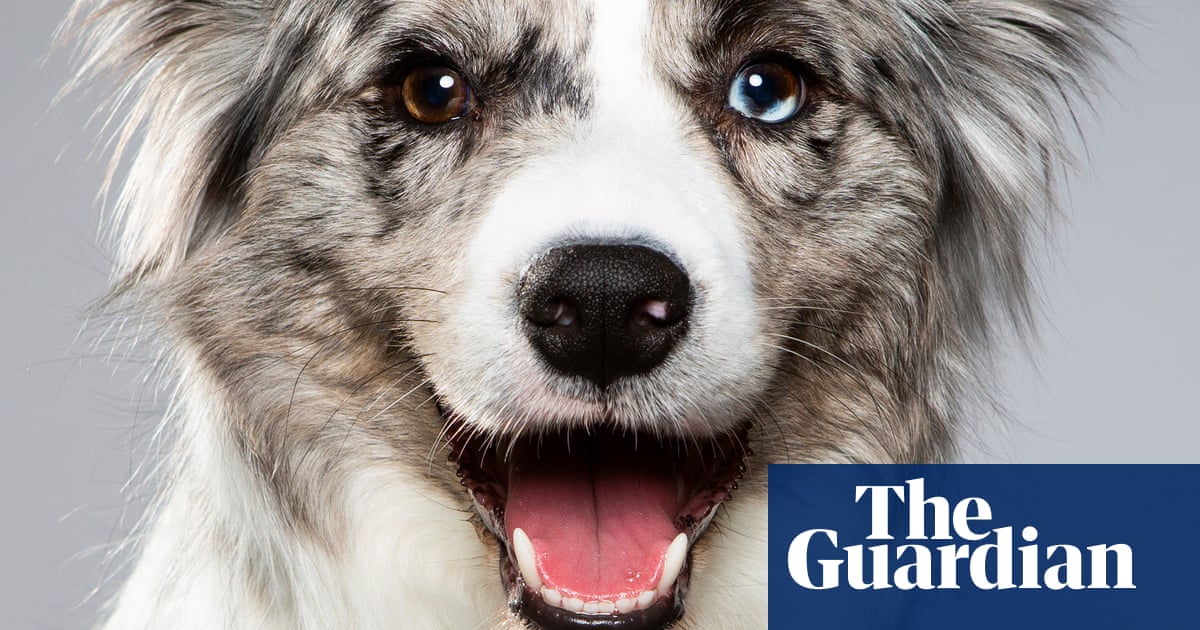 The inner lives of dogs: what our canine friends really think about love, lust and laughter