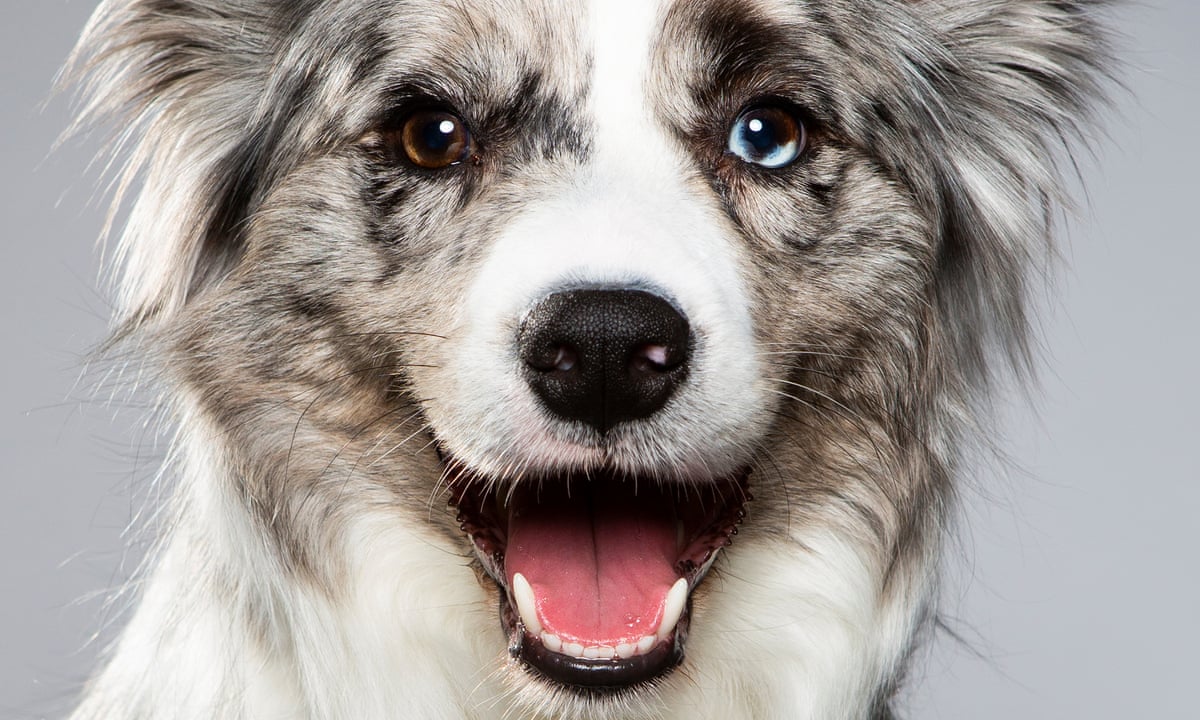 Join us for a howling good time at our Dog Days Date N Dine! Get