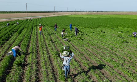 Workers pick parsley in a colonia near the Mexican border. Infrastructure in such settlements is often ramshackle.
