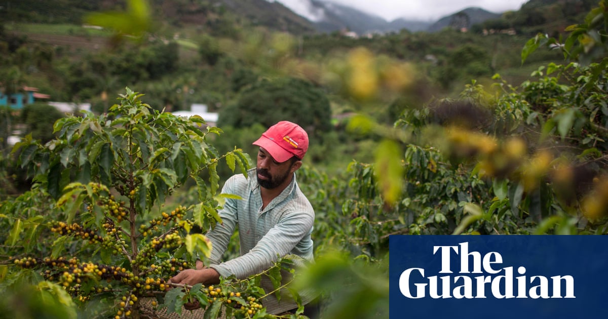 Regions growing coffee, cashews and avocados at risk amid global heating