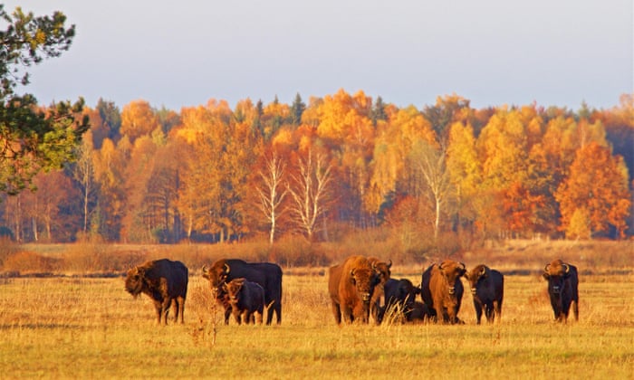 European bison in Poland’s Białowieża forest. Photograph: Łukasz Mazurek/WildPoland.com