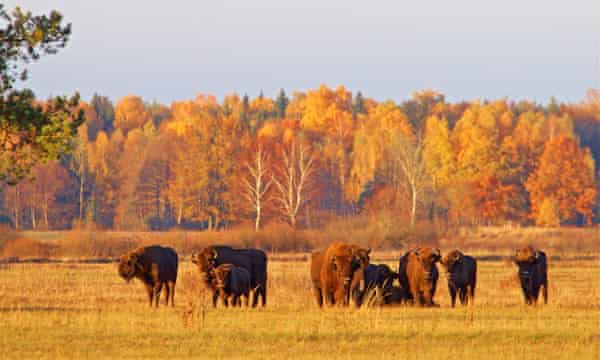 Poland Starts Logging Primeval Bialowieza Forest Despite Protests Poland The Guardian
