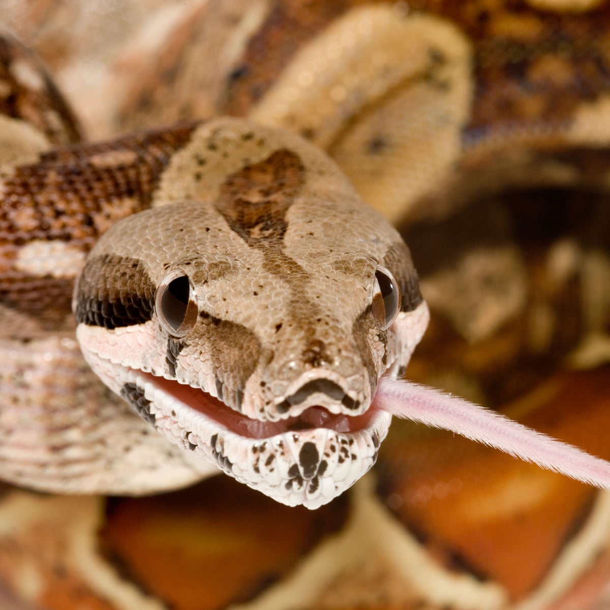 Bad Sex Award 2018 The Contenders In Quotes Books The Guardian