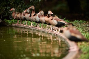 At least 10 duck next stand on the edge of a pond