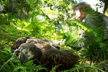 A bird lies on the ground while a man sits next to it.
