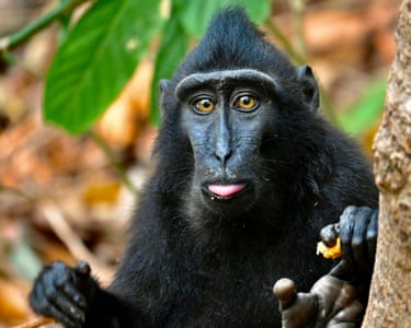 North Sulawesi, Indonesia ‘A crested black macaque. These macaques are completely unafraid of humans, allowing me to take close-up portraits.’