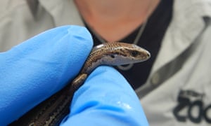 Discovered behind a pub, the cobble skink narrowly avoided extinction. Today, the entire global population lives at the Auckland Zoo. This photo was taken to identify individuals by the markings on the sides of their heads.