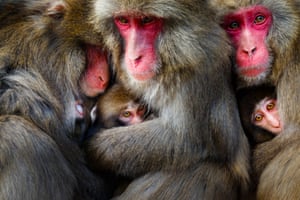 Japanese macaques on Awaji Island, Japan