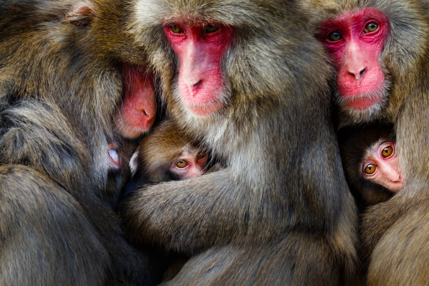 ‘Playgroup’ – Japanese macaques on Awaji Island, Japan