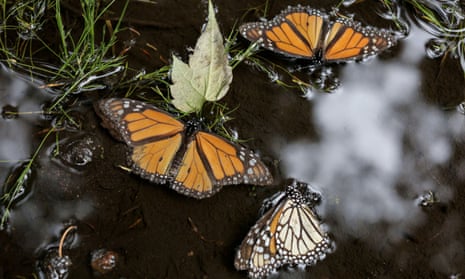 Monarch butterflies in a puddle at a sanctuary in western Mexico.