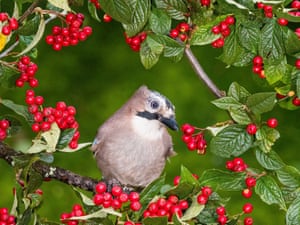 A eurasian jay (Garrulus glandarius) forages for food in a cotoneaster tree laden with red berries in Aberystwyth, Wales.