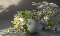 Beautiful houseplant and round mirror colorful tradescantia plant in a white pot on a gray background.<br>Beautiful houseplant and round mirror colorful tradescantia plant in a white pot on a gray background