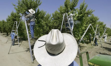 A foreman watches workers pick fruit in an orchard in Arvin, California.