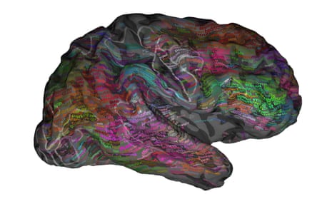 One person’s right cerebral hemisphere. The overlaid words, when heard in context, are predicted to evoke strong responses near the corresponding location. Green words are mostly visual and tactile, red words are mostly social. 