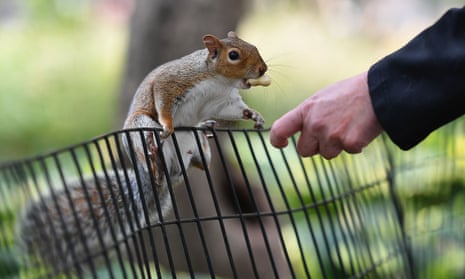 A person feeds peanuts to a grey squirrel in Washington Square Park. The animals can act atypically if overly used to being fed by people.