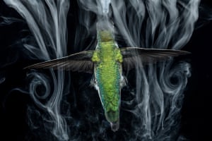 Anand Varma: Anna’s hummingbird. An Anna’s hummingbird hovers below a makeshift fog machine used by scientists to study the airflow around its wings