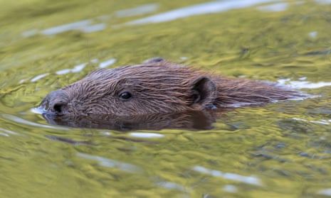 A beaver swimming.