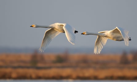 whooper swans