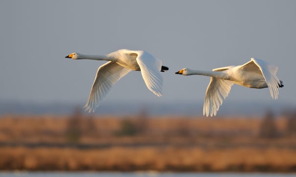 POLL: Should there by a full ban on all lead ammunition and the use of lead in fishing weights? POLL: Should there by a full ban on all lead ammunition and the use of lead in fishing weights?