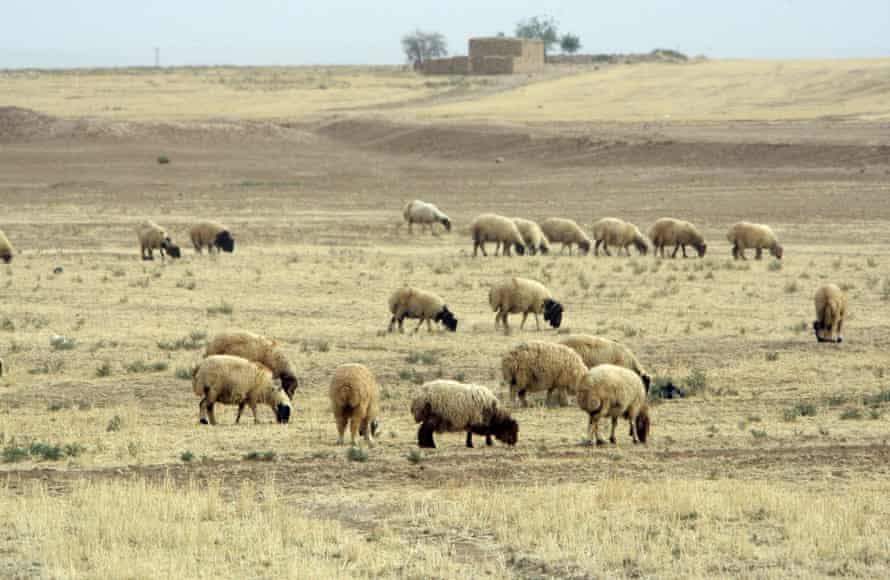 Sheep graze in fields in Hasaka, some 650 kms northeast of Damascus.