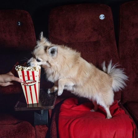 Brugo the dog with a box of popcorn at a pet-friendly film screening at the Chiswick Cinema, London, 2025