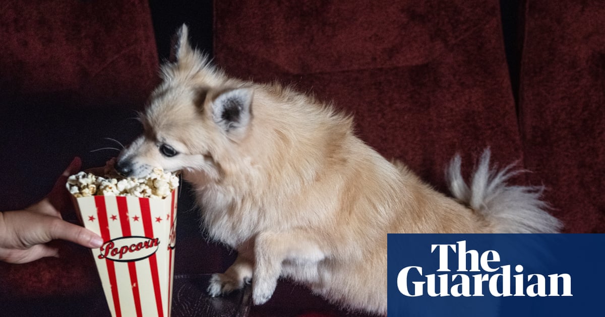 The rise of dog-friendly cinema screenings: We never have to break up fights there's enough trouble with the humans'