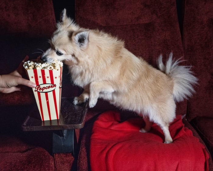 The rise of dog-friendly cinema screenings: ‘We never have to break up fights – there’s enough trouble with the humans’