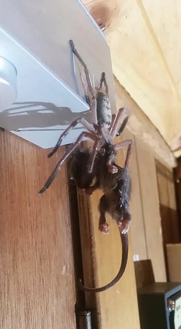 Justine Latton posted a photo of a huntsman spider devouring a pygmy possum to the ‘Tasmanian insects and spiders’ Facebook page.