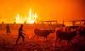 Cattle being rounded up during a wildfire in Leiria in October 2017