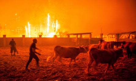 Men gather cattle during a forest fire in Vieira de Leiria, Marinha Grande, Portugal.