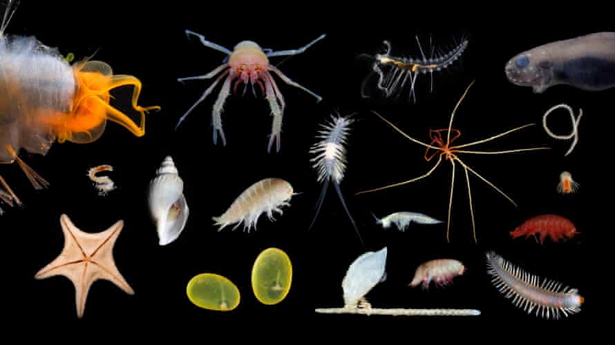 Up to 30 possible new species were found during the exploration of the Gascoyne Coast bioregion.