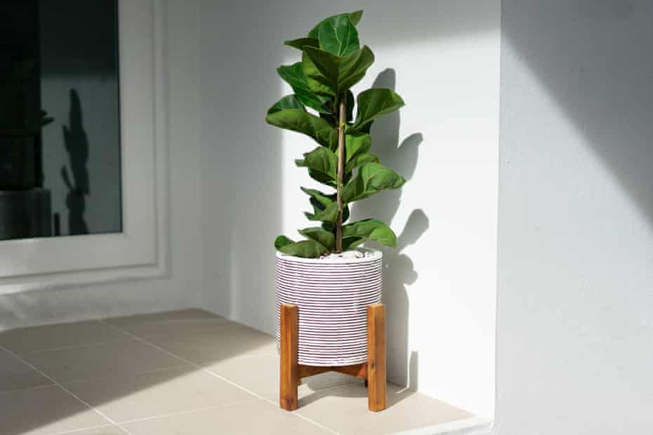 the Ficus lyrata houseplant