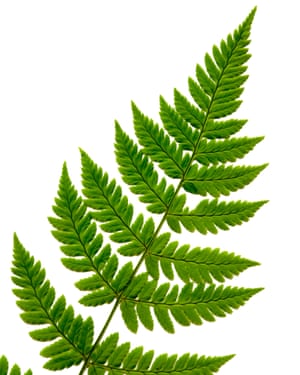 Plants that love very high humidity, such as ferns, will do well in a terrarium.
