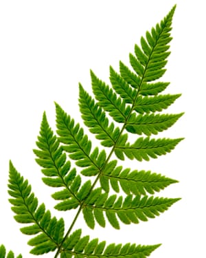 Cómo tratar a tu terrario | James Wong 1 Plants that love very high humidity, such as ferns, will do well in a terrarium.