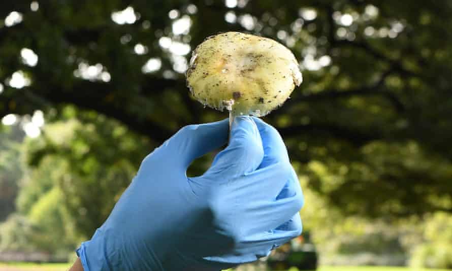 Second Afghan evacuee boy dies in Poland after eating toxic mushrooms | Poland | The Guardian