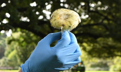 Death cap mushrooms are extremely toxic and responsible for 90 percent of all mushroom poisoning deaths.