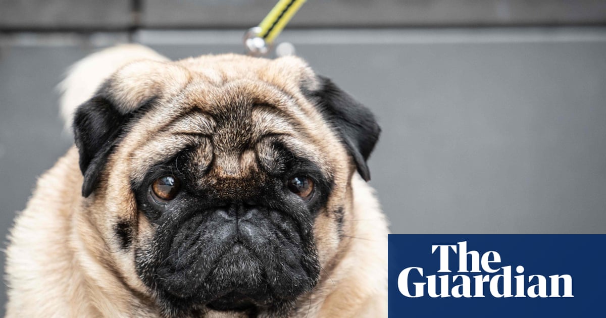 Dogs and owners may share resemblance in diabetes risk