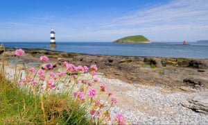 Sea pink Thrift on the shore near Penmon Point lighthouse