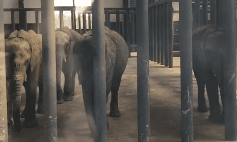 A scene from the video of recently imported elephants from Zimbabwe, taken at Hanghzhou Safari Park in March.