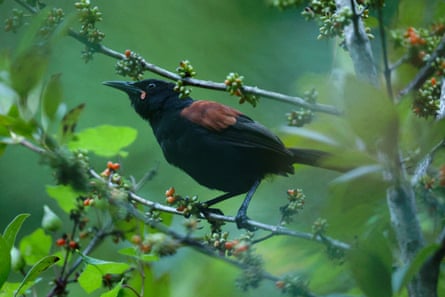 A saddleback or tīeke at Zealandia.
