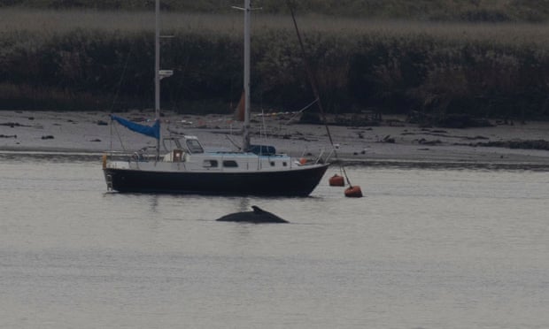The whale seen in the Thames on 7 October.