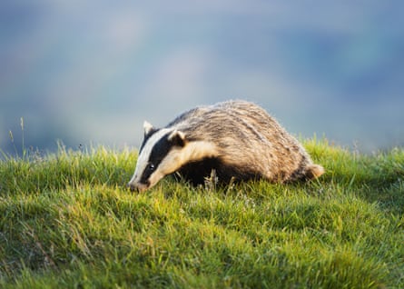 A badger at sunset in the Peak District