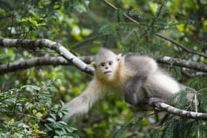 Um macaco preto de nariz arrebitado na Reserva Natural Baima Snow Mountain.