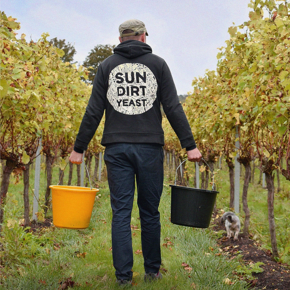Wine-maker in vineyard holding two buckets at Westwell Wine Estates, Kent.