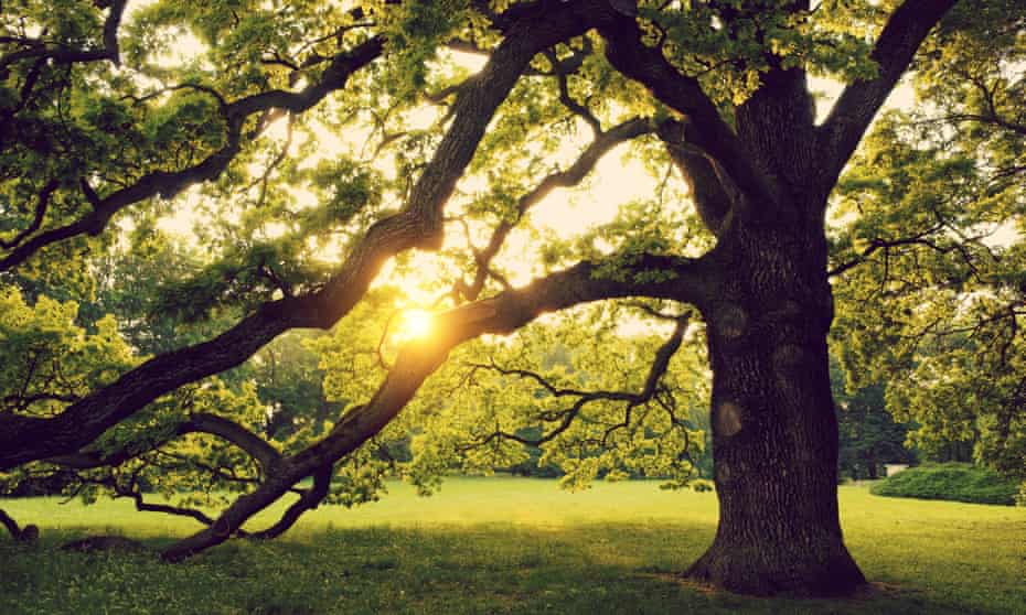 A large tree in a garden