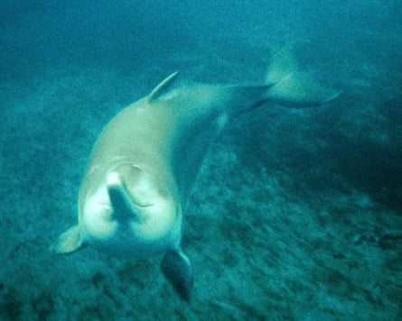 A baiji dolphin.
