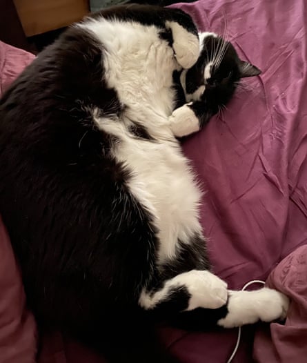 Marlowe, the 7.5kg cat