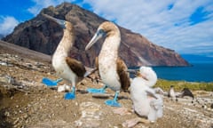 A group of three blue-footed boobies (Sula nebouxii) pictured on the Galápagos Islands
