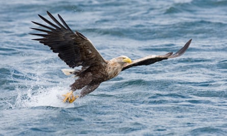 a white-tailed eagle by the isle of mull in the inner hebrides of scotland